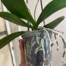 Орхидея Phalaenopsis Veronica mutation