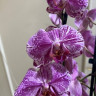 Орхидея Phalaenopsis Veronica mutation