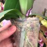 Орхидея Phalaenopsis I-Hsin Sesame 