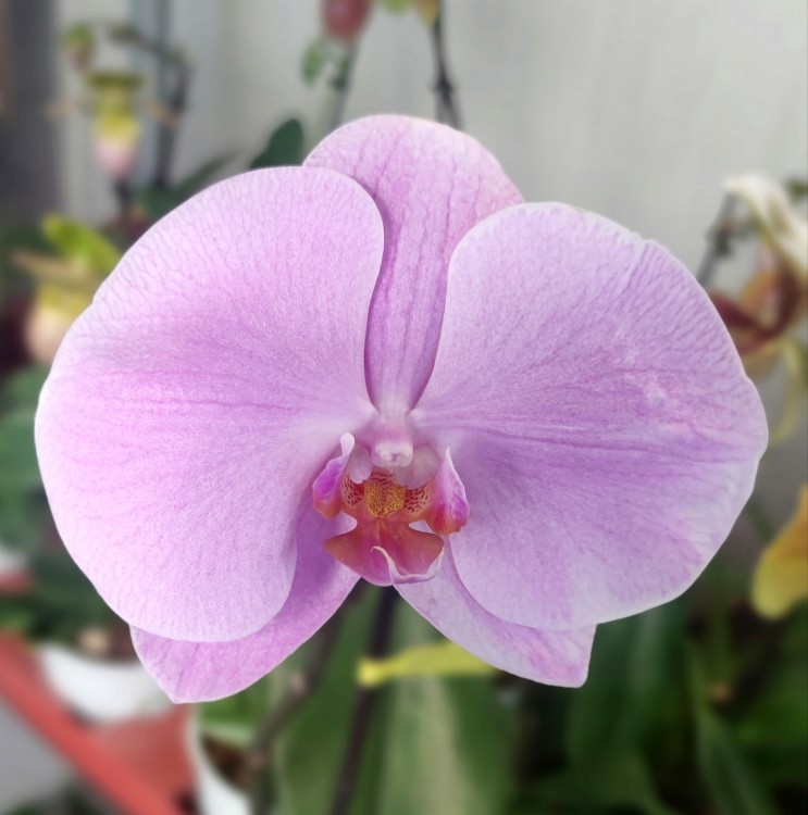 Орхидея Phalaenopsis Singolo Light Pink ( отцвел)