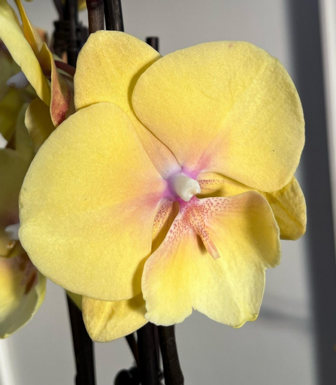 Орхидея Phalaenopsis Gloria, Big Lip (отцвел)