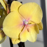 Орхидея Phalaenopsis Gloria, Big Lip (отцвел)