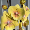 Орхидея Phalaenopsis Gloria, Big Lip (отцвел)