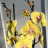 Орхидея Phalaenopsis Gloria, Big Lip (отцвел)