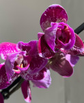 Орхидея Phalaenopsis Binti peloric 