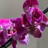 Орхидея Phalaenopsis Binti peloric 