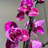 Орхидея Phalaenopsis Binti peloric 