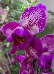 Орхидея Phalaenopsis Binti peloric 