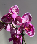 Орхидея Phalaenopsis Binti peloric 