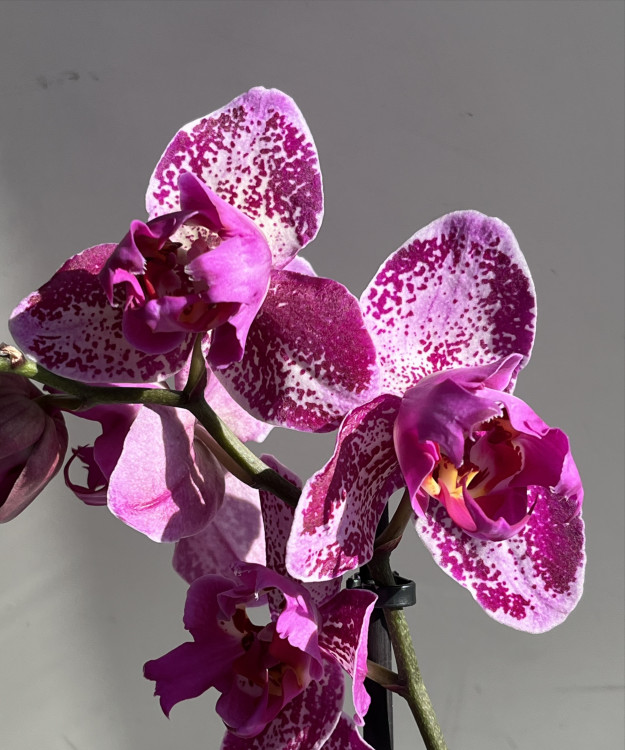 Орхидея Phalaenopsis Binti peloric 
