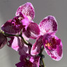 Орхидея Phalaenopsis Binti peloric 