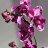 Орхидея Phalaenopsis Binti peloric 
