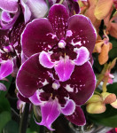 Орхидея Phalaenopsis OX Purple Fairy, Big Lip 