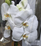 Орхидея Phalaenopsis Moonlight (отцвёл)