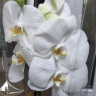 Орхидея Phalaenopsis Moonlight (отцвёл)