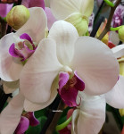 Орхидея Phalaenopsis Winter Love (отцвёл, РЕАНИМАШКА)