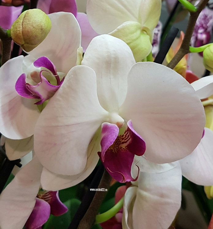 Орхидея Phalaenopsis Winter Love (отцвёл, РЕАНИМАШКА)