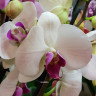 Орхидея Phalaenopsis Winter Love (отцвёл, РЕАНИМАШКА)