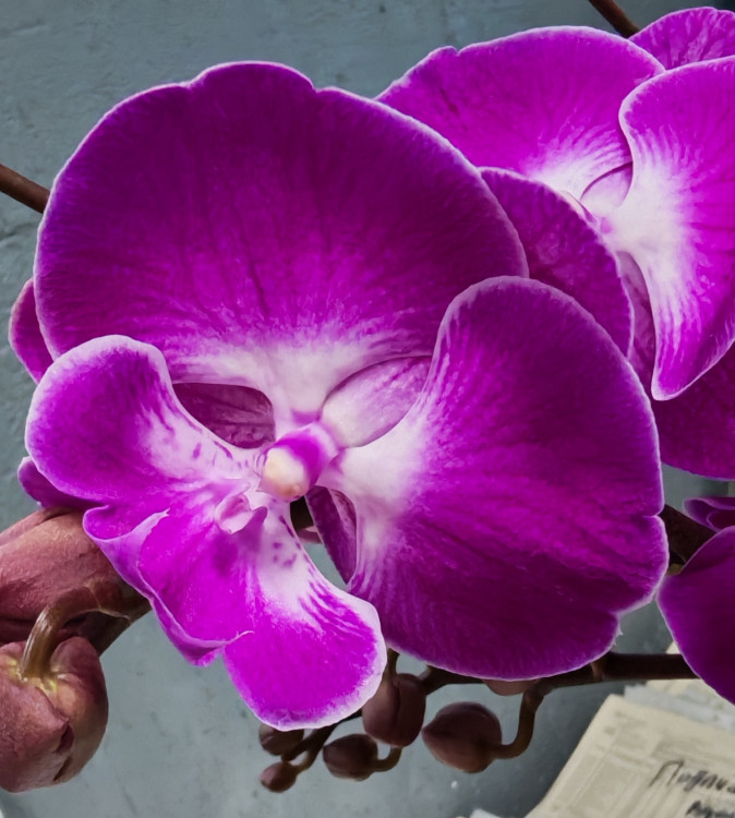 Орхидея Phalaenopsis Big Lip (отцвёл, РЕАНИМАШКА)