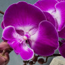 Орхидея Phalaenopsis Big Lip (отцвёл, РЕАНИМАШКА)