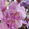 Орхидея Phalaenopsis Yu Pin Fireworks, big lip (отцвел)