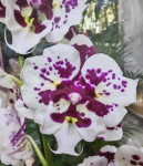 Орхидея Phalaenopsis Untold Stories peloric, Big Lip 