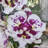 Орхидея Phalaenopsis Untold Stories peloric, Big Lip 