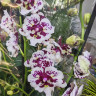 Орхидея Phalaenopsis Untold Stories peloric, Big Lip 