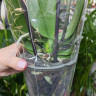 Орхидея Phalaenopsis Untold Stories peloric, Big Lip 