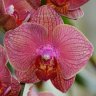 Орхидея Phalaenopsis Deedee (отцвел)