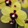 Орхидея Dtps Yu-Pin Natsume, mini (отцвёл)