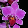 Орхидея Phalaenopsis Mukalla, multiflora (отцвёл)