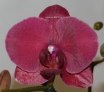 Орхидея Phalaenopsis Montreux 