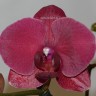 Орхидея Phalaenopsis Montreux (отцвёл)