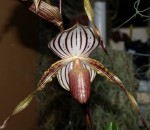 Орхидея Paph. Lady Isable  (еще не цвёл)   