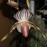 Орхидея Paph. Lady Isable  (еще не цвёл)   
