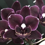 Орхидея Phalaenopsis Miki Black Angel, mini (отцвел)