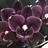 Орхидея Phalaenopsis Miki Black Angel, mini (отцвел)
