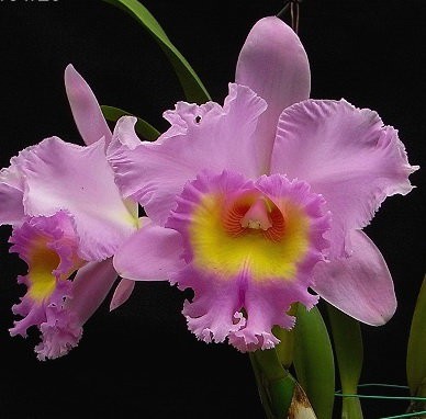 Орхидея Cattleya Mahina Yahiro (отцвела)  