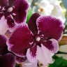 Орхидея Phalaenopsis Reyoung Edie, Big Lip   