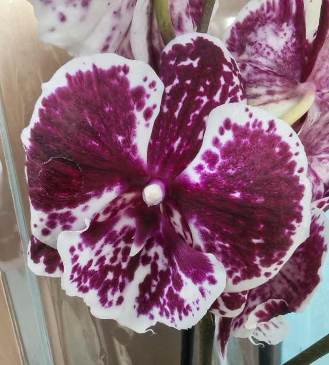 Орхидея Phalaenopsis Big Lip (отцвел)