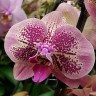 Орхидея Phalaenopsis Twilight Festival