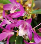 Орхидея Dendrobium Stardust Rainbow Dance (еще не цвел)
