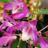 Орхидея Dendrobium Stardust Rainbow Dance (еще не цвел)