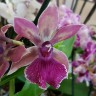 Орхидея Zygopetalum 