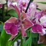 Орхидея Zygopetalum 