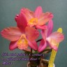 Орхидея [(Slc. Pink Splash x S. cernua) × L. milleri] CT-Peach River (отцвела)   