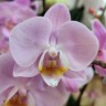 Орхидея Phalaenopsis Chanel, multiflora 