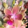 Орхидея Phalaenopsis Morning Breeze, multiflora 