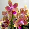 Орхидея Phalaenopsis Morning Breeze, multiflora 